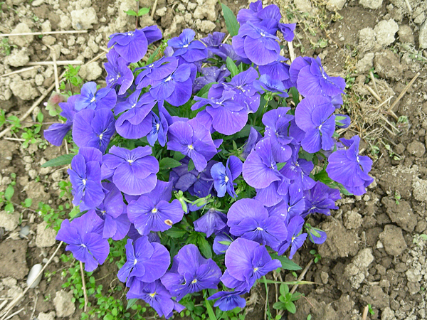 pansy in flower